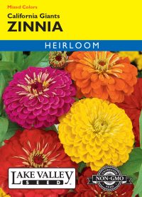 Zinnia California Giants