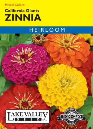 Zinnia California Giants