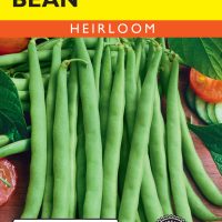 Bean (Bush) Contender