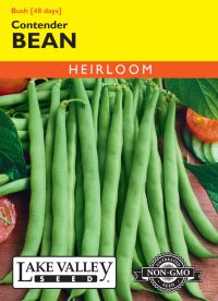 Bean (Bush) Contender