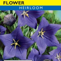 Balloon Flower Blue