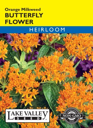 Butterfly Flower Orange Milkweed
