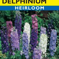 Delphinium Magic Fountains