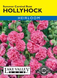 Hollyhock Summer Carnival Rose