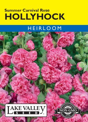 Hollyhock Summer Carnival Rose