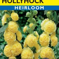 Hollyhock Summer Carnival Yellow