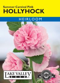 Hollyhock Summer Carnival Pink