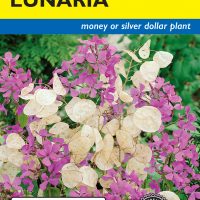 Lunaria Honesty Mixed Colors