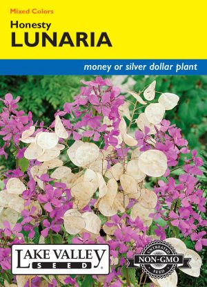 Lunaria Honesty Mixed Colors
