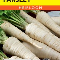 Parsley Hamburg Rooted Turnip