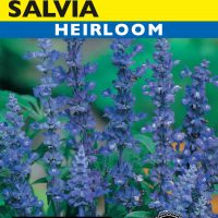 Salvia Blue Bedder
