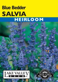 Salvia Blue Bedder