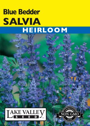 Salvia Blue Bedder