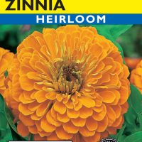 Zinnia Oriole Orange