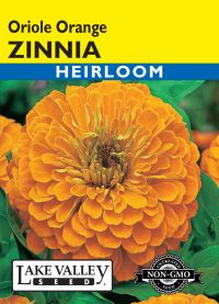 Zinnia Oriole Orange