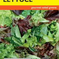 Lettuce Mesclun Zesty Salad Mix