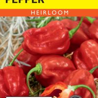 Pepper Hot Habanero Red