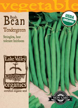 Bean (Bush) Tendergreen