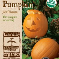 Pumpkin Jack O'Lantern