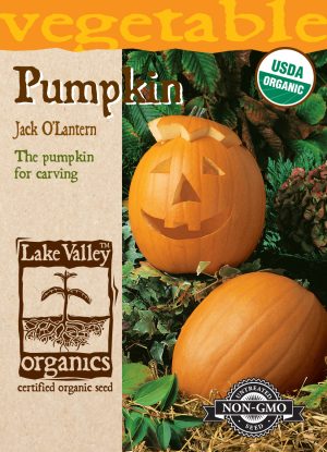 Pumpkin Jack O'Lantern