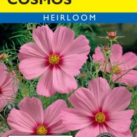 Cosmos Gloria - Item #374