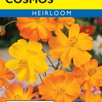 Cosmos Bright Lights