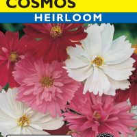 Cosmos Psyche Mixed Colors