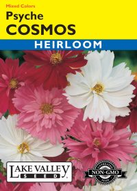 Cosmos Psyche Mixed Colors