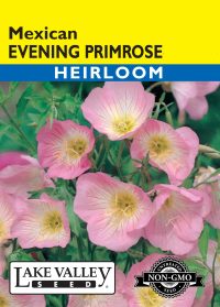 Evening Primrose Mexican