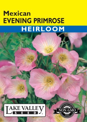 Evening Primrose Mexican