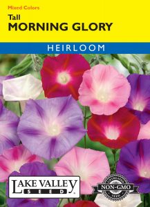 Morning Glory Tall Mixed Colors – Item #385