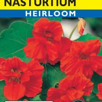 Nasturtium Scarlet Gleam