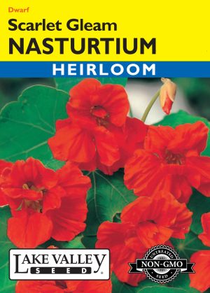 Nasturtium Scarlet Gleam