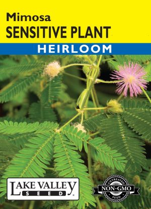 Sensitive Plant (Mimosa)