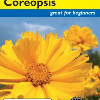 Coreopsis Sunray - Item #3916