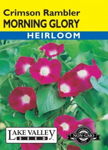 Morning Glory Crimson Rambler – Item #3920