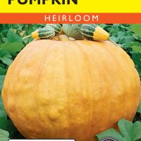 Pumpkin Big Max