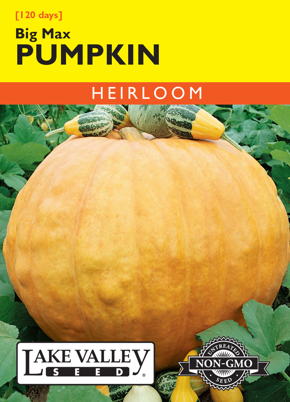 thumbnail interactive-video image 1 of Big Max Heirloom Pumpkin Seeds - Non-GMO, Grow Pumpkins Over 100lbs! 30 Seeds 1 of 5