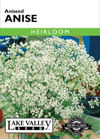 Anise Aniseed