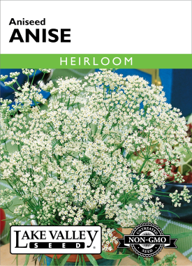 Anise Aniseed