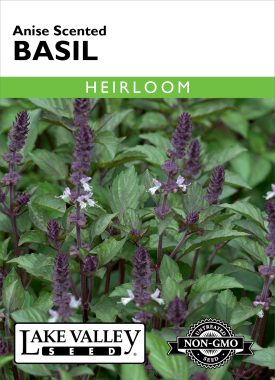 Basil Anise Scented - Item #397