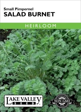 Salad Burnet - Item #399