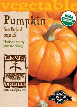 Pumpkin New England Sugar Pie
