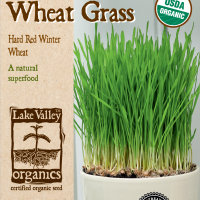 Wheat Grass - Item #3996