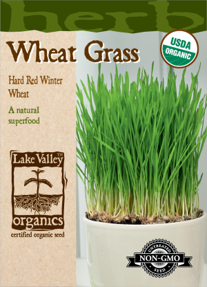 Wheat Grass - Item #3996
