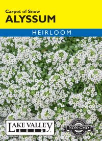 Alyssum Carpet of Snow