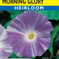 Morning Glory Flying Saucers