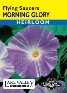 Morning Glory Flying Saucers – Item #402
