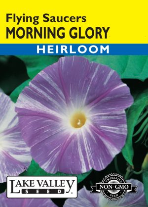 Morning Glory Flying Saucers