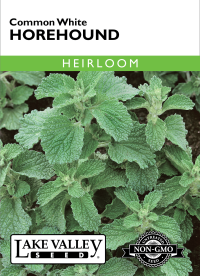 Horehound Common White